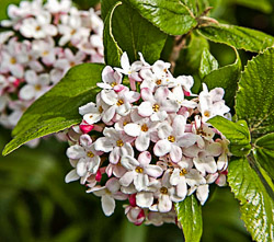 Viburnum_carlesii