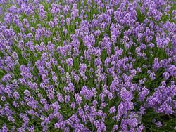 lavender-munstead