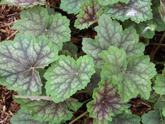 Heuchera_americana_Dale%E2%80%99s_Strain-th