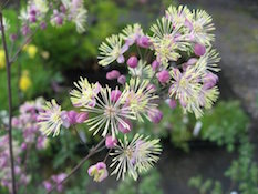 thalictrum_elin-th