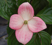 CornusKousaMissSatomi-blossom-th