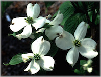 Cornus_florida_Appalacian_Spring-th