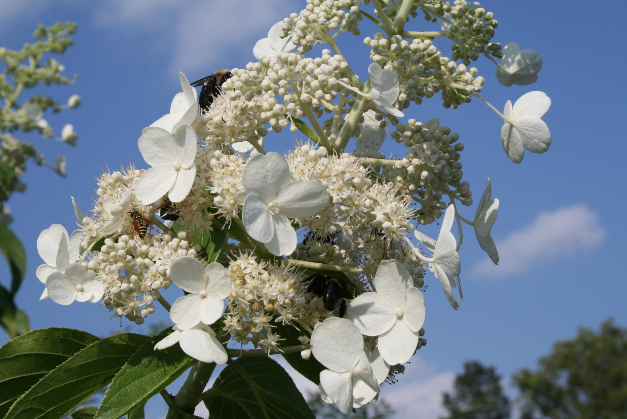 hydrangea photo