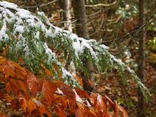 late-fall-pine-snow-th