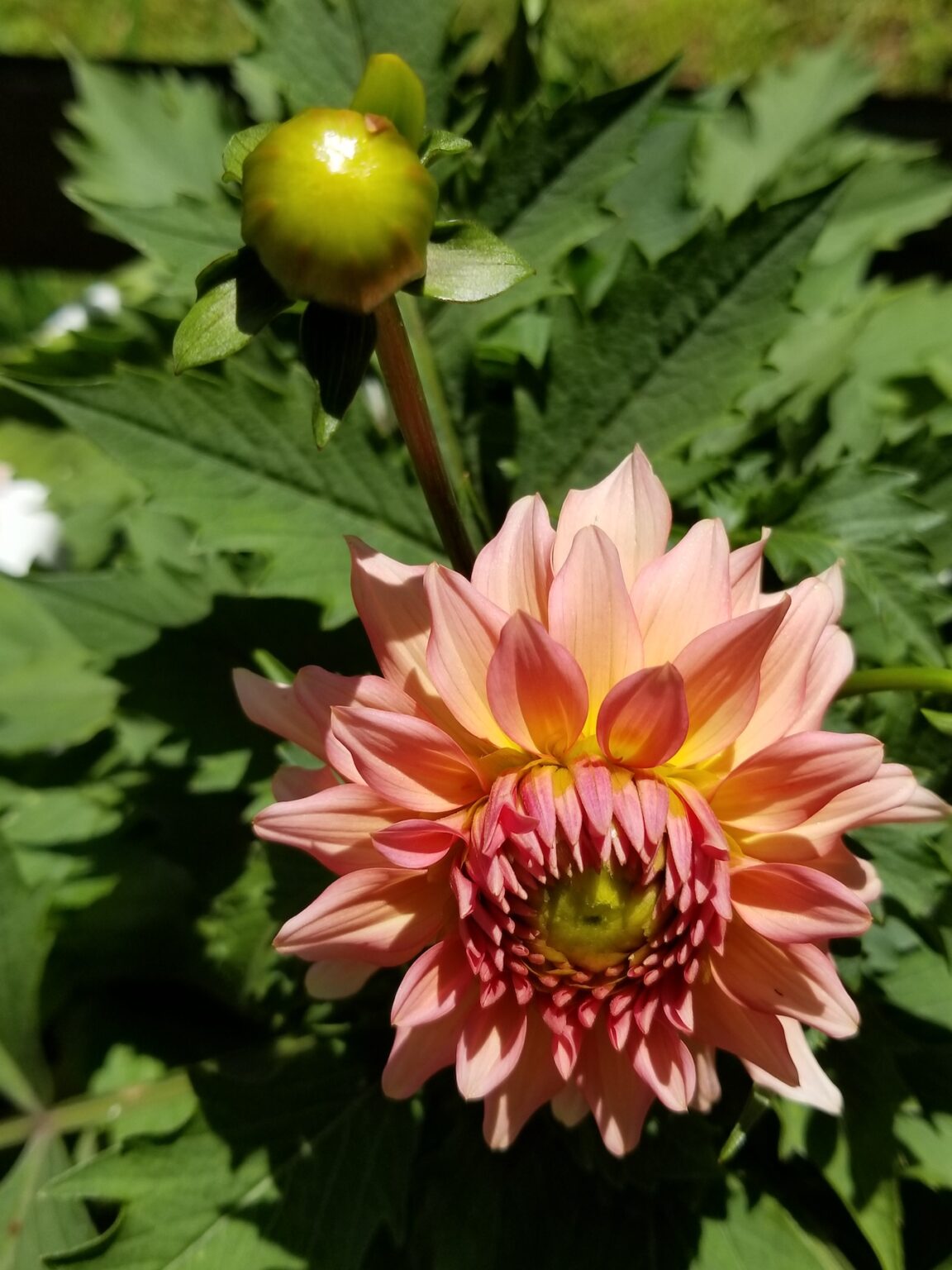 Dahlias friends of the frelinghuysen arboretum