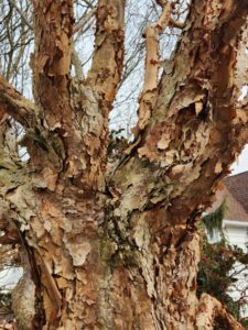 Paperbark Maple