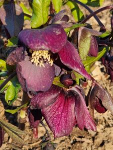 Hellebore