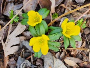 Winter Aconite