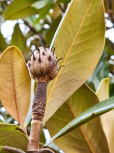 Magnolia Grandiflora Fruit