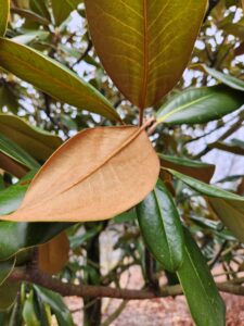 Magnolia Grandiflora Leaves