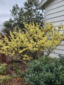 Witch Hazel Sunburst