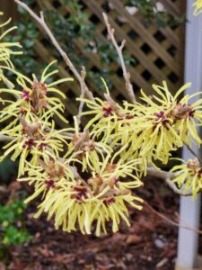 Witch Hazel Sunburst Flowers