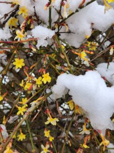 Winter Jasmine and Snow