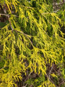 Chamaecyparis Pisifera Filifera Aurea