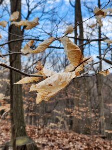 Persistent Beech Leaves