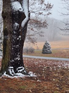 Meadow in Winter