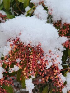 Pieris in Snow