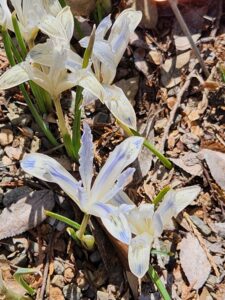 Dwarf Iris Painted Lady