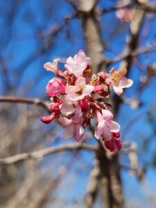 Dawn Viburnum (Viburnum x bodnantense cv. Dawn)