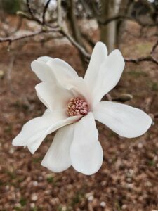 Loebner Magnolia Flower