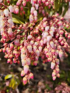 Pieris Japonicain Bloom