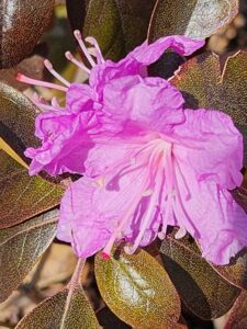 PJM Rhododendron