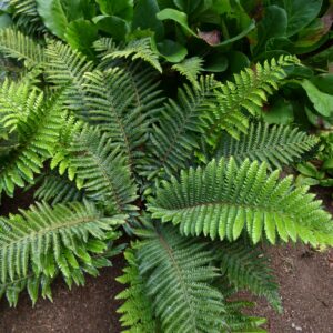 Polystichum polyblepharum