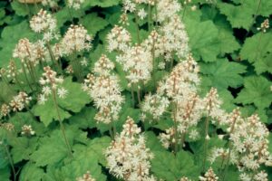 Tiarella Cordifolia