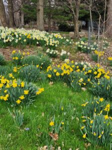 Drifts of Daffodils