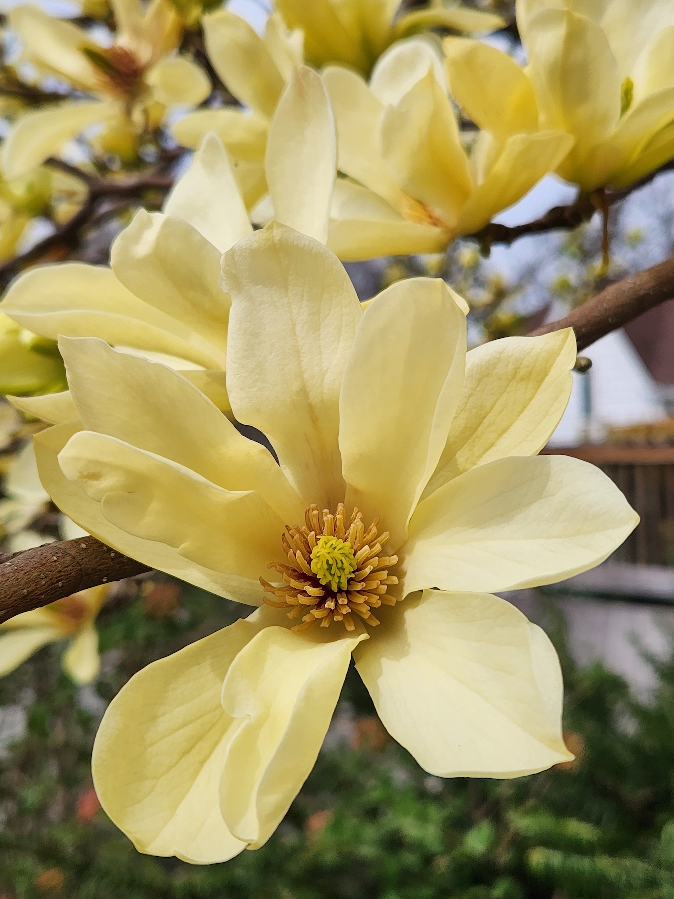 Butterflies Magnolia Flower