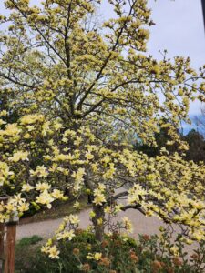 Magnolia Butterflies Tree