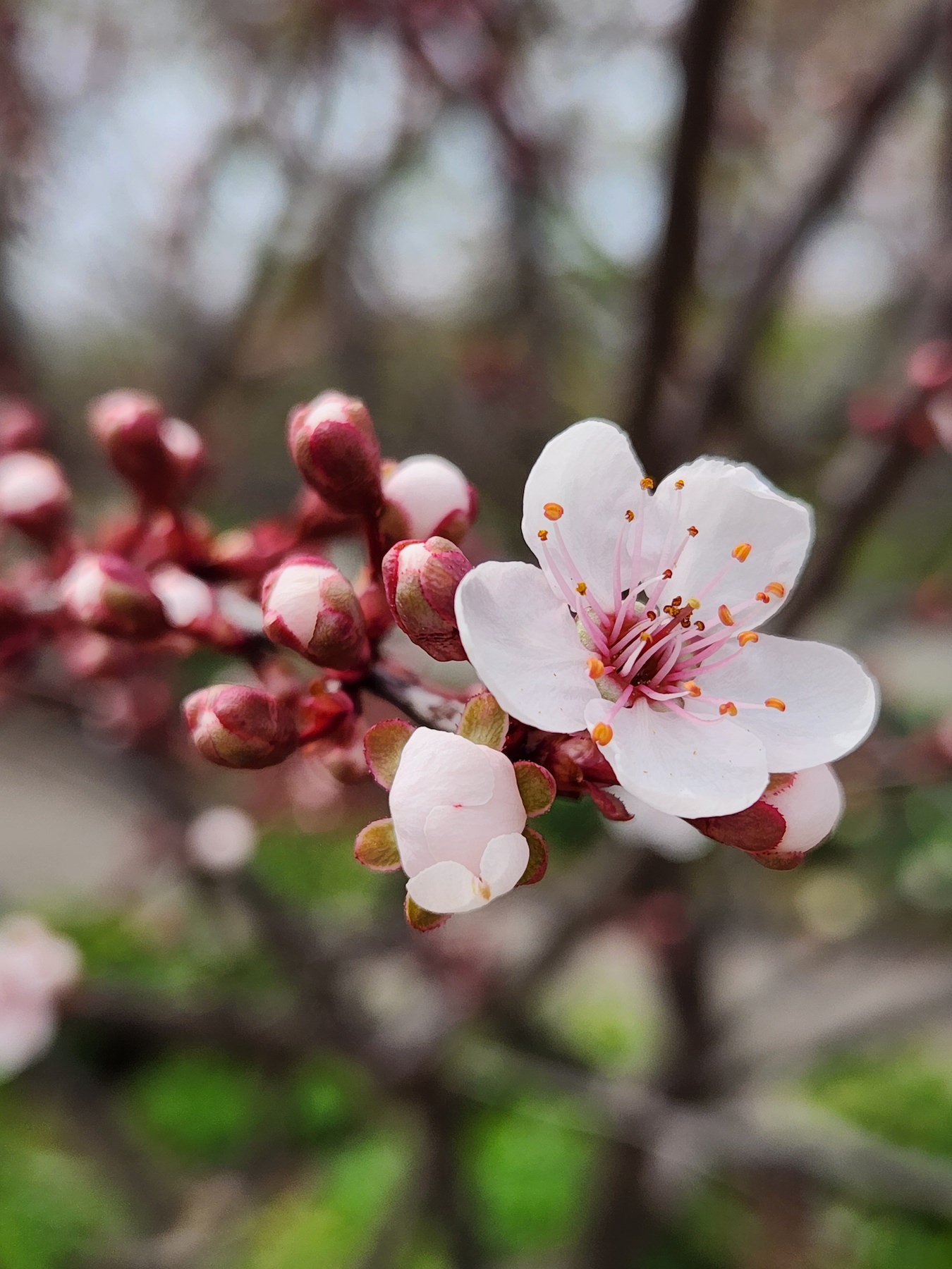 Prunusx Cistena Purpurea