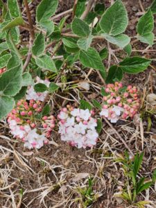 Viburnum Carlesii Flowers