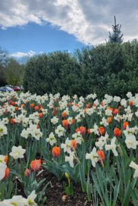 Daffodils & Tulips