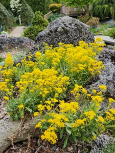 Alpine Garden