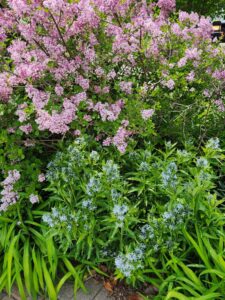 Syringa meyeri 'Palibin'