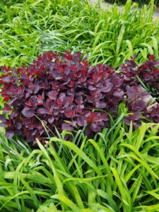 Smoke Bush in Daylily Foliage