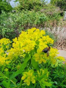 Bee in Euphorbia palustris