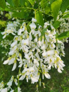 Cladrastis Kentukea Flowers