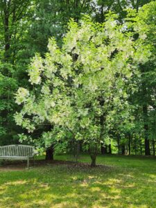 Fringe Tree