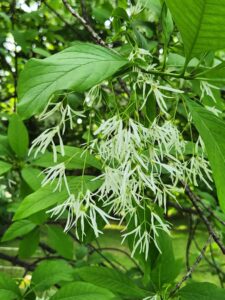 Fringe Tree Flowers