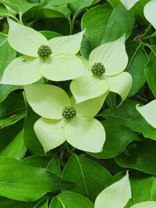 Kousa Dogwood Bracts