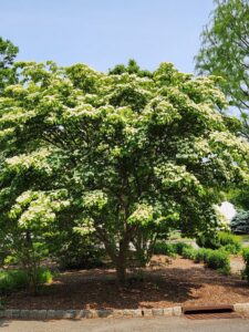 Kousa Dogwood Tree