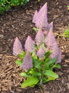 Ptilotus Joey