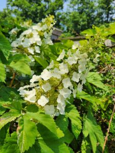 Oakleaf Hydrangea