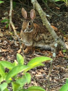 Bunny