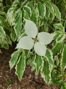 Dogwood 'Wolf Eyes'