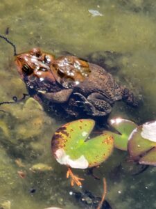 Frisky Frogs