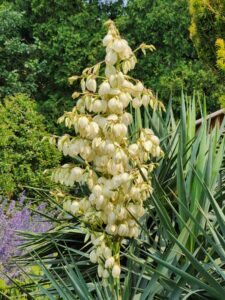 Yucca Recurvifolia