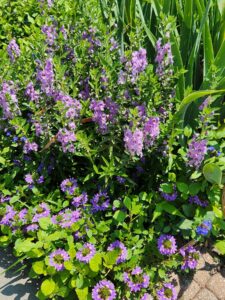 Angelonia Scaevola False Plumbago